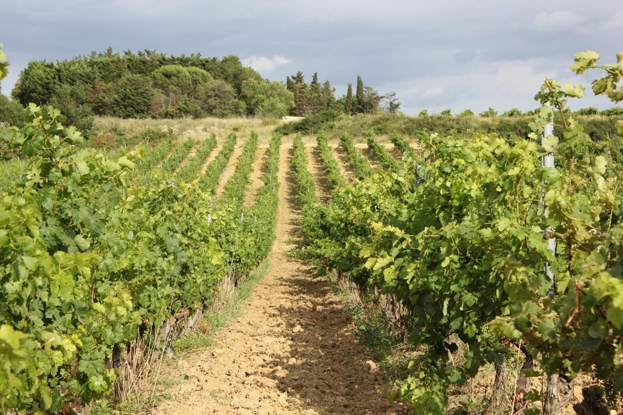 O'Vineyards B&B Carcassonne Villemoustaussou Exterior photo