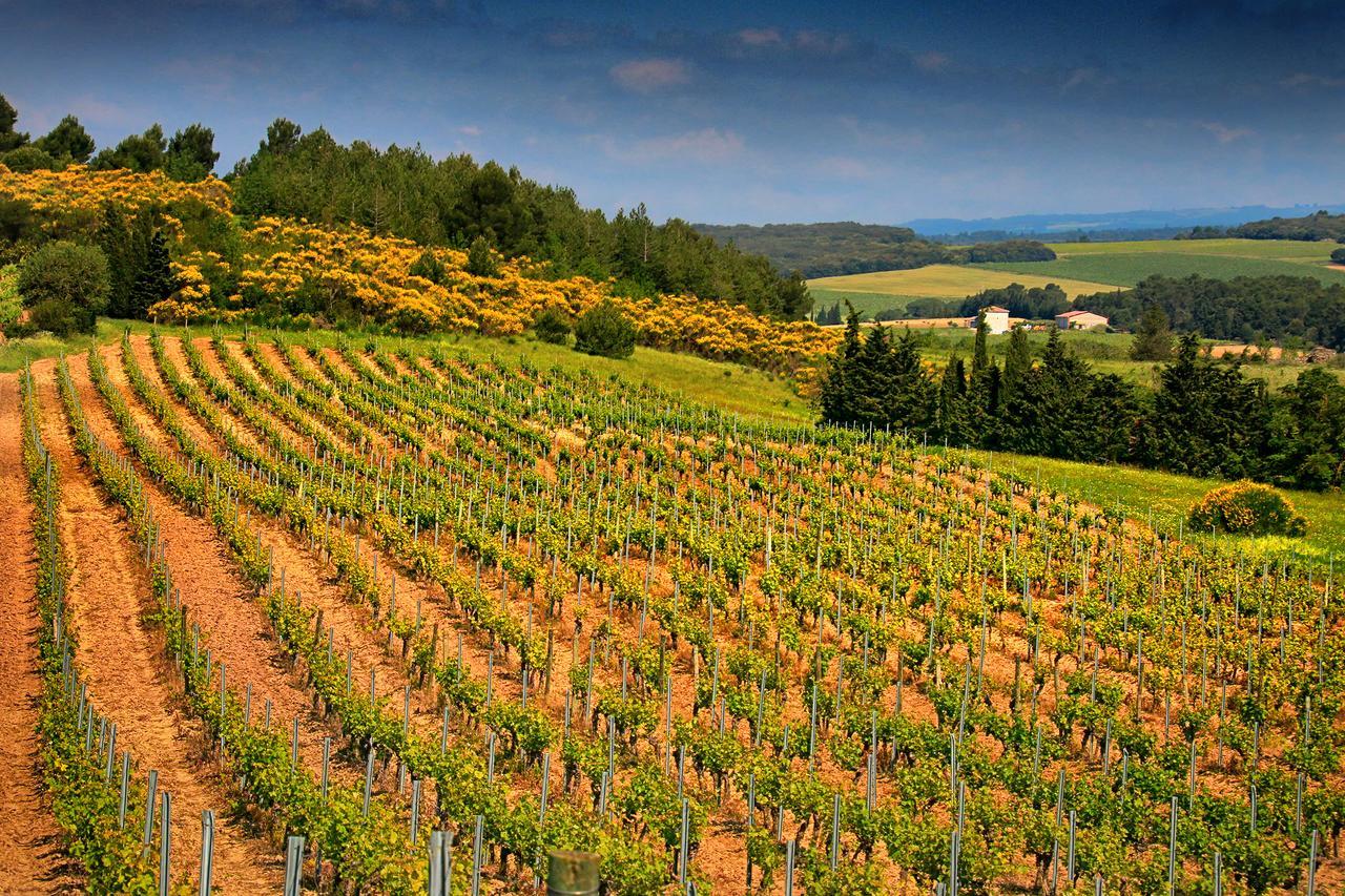 O'Vineyards B&B Carcassonne Villemoustaussou Exterior photo
